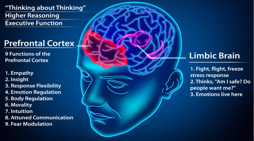 Picture of the responsibilities of the prefrontal cortex and limbic systems of the brain